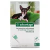 אדוונטג' 40 לכלבים עד 4 ק"ג – Advantage Bayer | מולי חיות מחמד