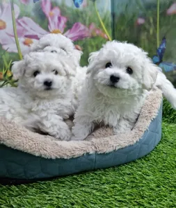 גור בישון פריזה Bichon Frise