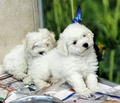 גורי בישון פריזה Bichon Frise