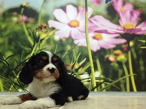 גור קבליר קינג צ'ארלס ספניאל Cavalier King Charles