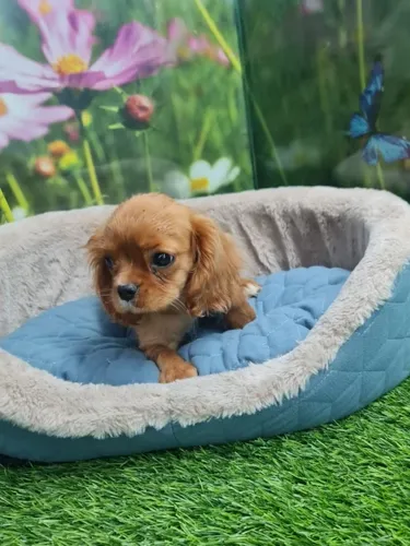 גור קבליר קינג צ'ארלס ספניאל Cavalier King Charles