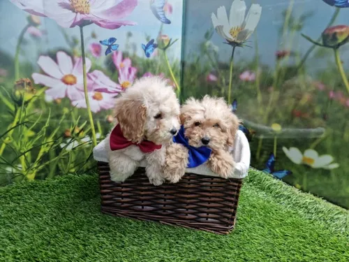 גור פודל-POODLE