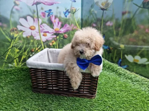 גור פודל-POODLE