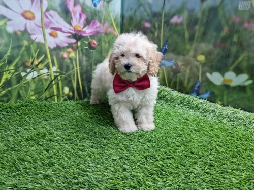 גור פודל-POODLE