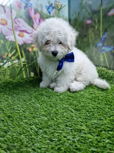 גור פודל-POODLE
