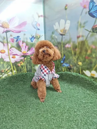גור פודל-POODLE