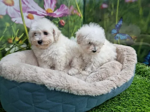 גור פודל-POODLE