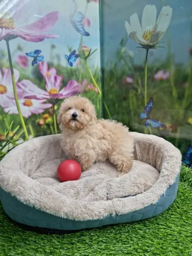 גור פודל-POODLE