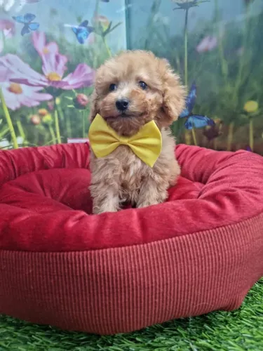 גור פודל-POODLE
