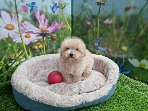 גור פודל-POODLE