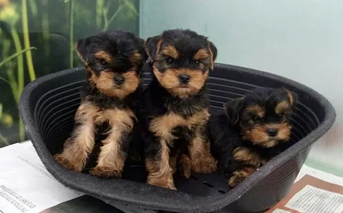 גור יורקשייר טרייר - Yorkshire Terrier