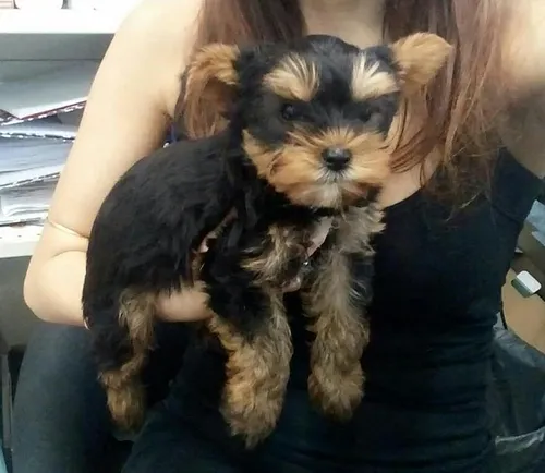 גור יורקשייר טרייר - Yorkshire Terrier