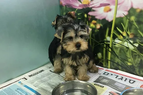 גור יורקשייר טרייר - Yorkshire Terrier