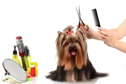גור יורקשייר טרייר - Yorkshire Terrier