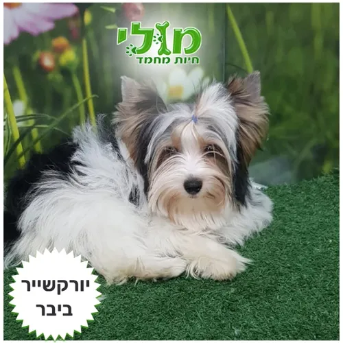 גור יורקשייר ביבר למכירה מולי חיות מחמד