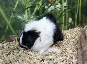 Curly Guinea Pig – שרקן מסולסל / פרווה ארוכה למכירה | מולי חיות מחמד