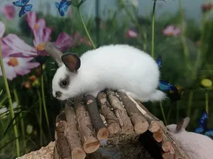 ארנב ננסי למכירה  Dwarf Rabbit  | מולי חיות מחמד