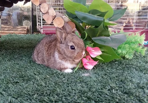 ארנב ננסי הולנדי למכירה – Dutch Dwarf Rabbit חיית מחמד קטנה לילדים | מולי חיות מחמד