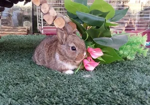 Dutch Dwarf Rabbit – ארנב ננסי הולנדי למכירה | מולי חיות מחמד
