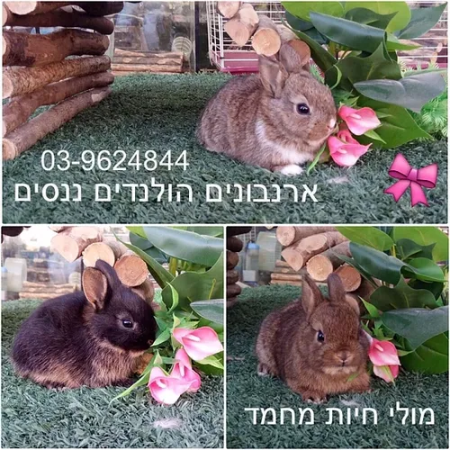 ארנב ננסי הולנדי למכירה – Dutch Dwarf Rabbit חיית מחמד קטנה לילדים | מולי חיות מחמד