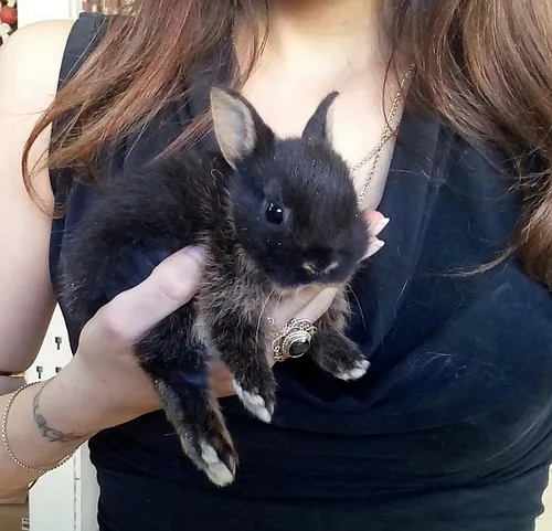 ארנב ננסי הולנדי למכירה – Dutch Dwarf Rabbit חיית מחמד קטנה לילדים | מולי חיות מחמד