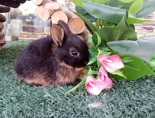 ארנב ננסי הולנדי למכירה – Dutch Dwarf Rabbit חיית מחמד קטנה לילדים | מולי חיות מחמד