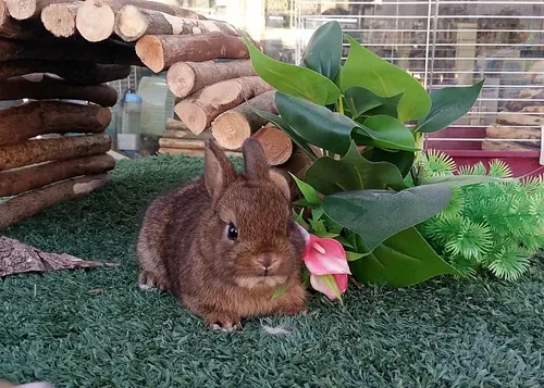 ארנב ננסי הולנדי למכירה – Dutch Dwarf Rabbit חיית מחמד קטנה לילדים | מולי חיות מחמד