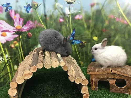 ארנב ננסי הולנדי למכירה – Dutch Dwarf Rabbit חיית מחמד קטנה לילדים | מולי חיות מחמד