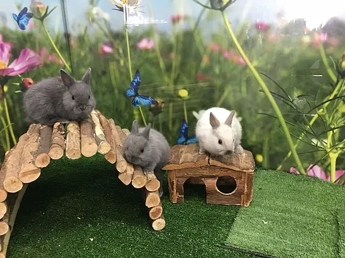 ארנב ננסי הולנדי למכירה – Dutch Dwarf Rabbit חיית מחמד קטנה לילדים | מולי חיות מחמד