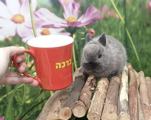 ארנב ננסי הולנדי למכירה – Dutch Dwarf Rabbit חיית מחמד קטנה לילדים | מולי חיות מחמד