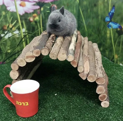 ארנב ננסי הולנדי למכירה – Dutch Dwarf Rabbit חיית מחמד קטנה לילדים | מולי חיות מחמד