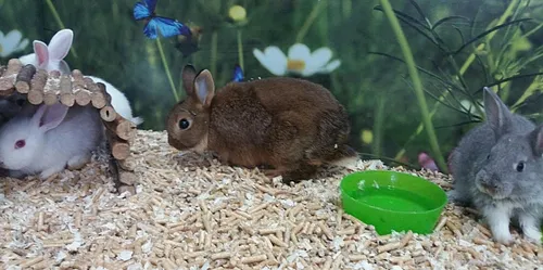ארנב ננסי הולנדי למכירה – Dutch Dwarf Rabbit חיית מחמד קטנה לילדים | מולי חיות מחמד