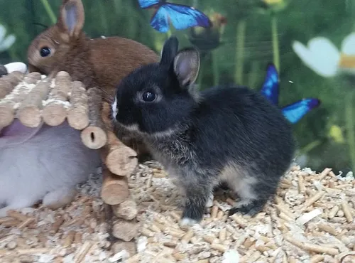 ארנב ננסי הולנדי למכירה – Dutch Dwarf Rabbit חיית מחמד קטנה לילדים | מולי חיות מחמד