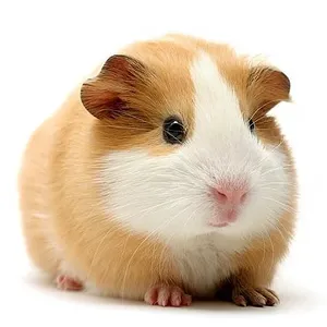 שרקן למכירה Guinea Pig | מולי חיות מחמד