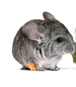 צי