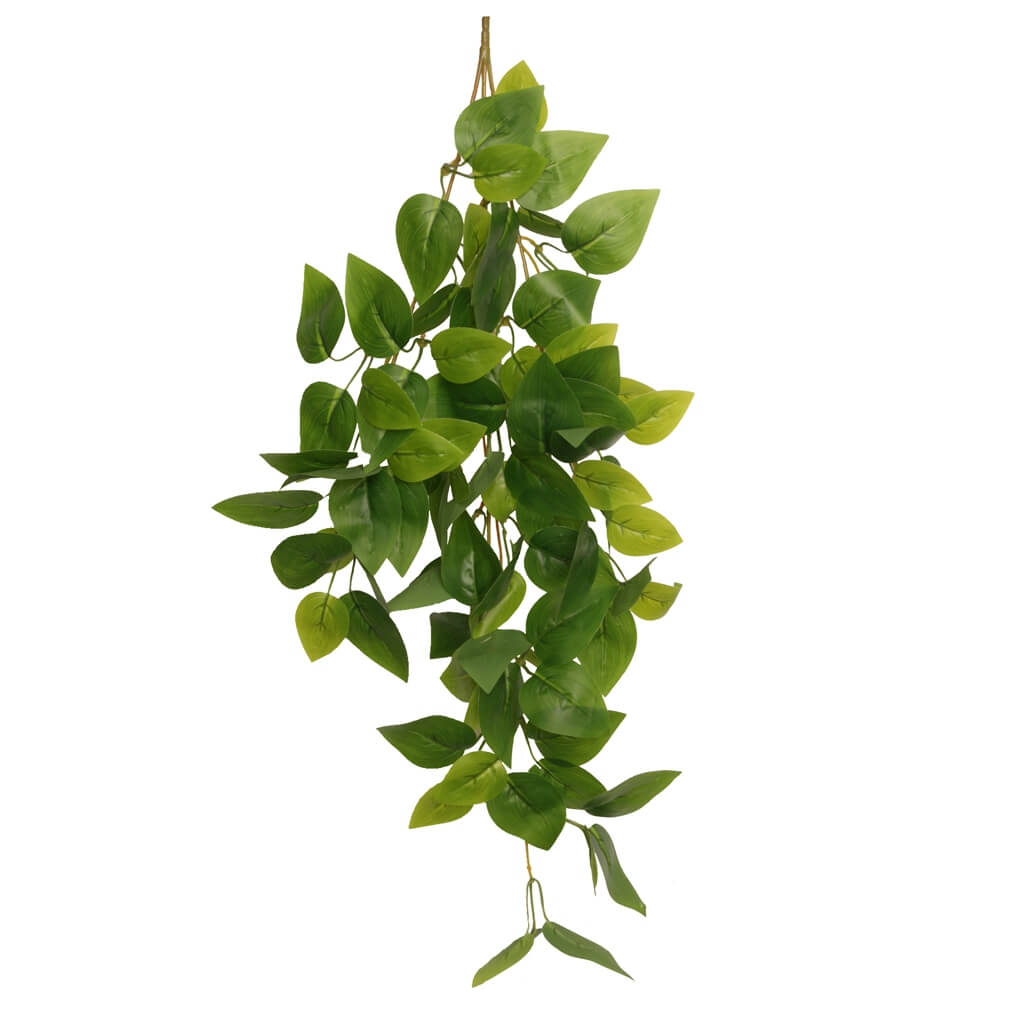 צמח "FOREVER GREEN" גמיש נתלה לטרריום 60 ס"מ