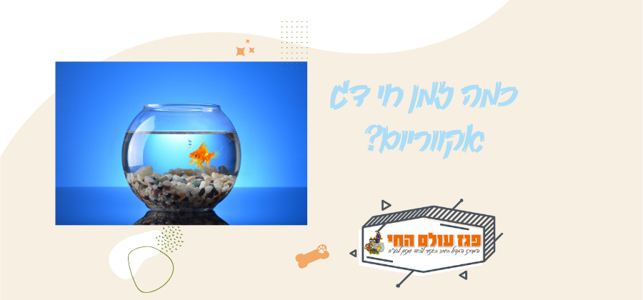 כמה זמן חי דג אקווריום? תוחלת חיים של דגים לפי סוגים
