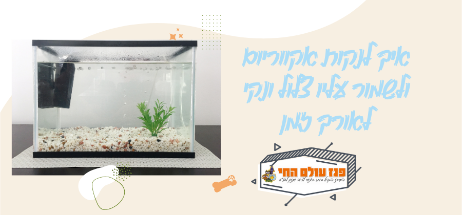 איך לנקות אקווריום ולשמור עליו צלול ונקי לאורך זמן
