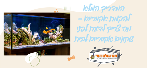 המדריך המלא להקמת אקווריום – מה צריך לדעת לפני שקונים אקווריום לבית