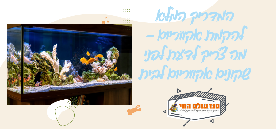 המדריך המלא להקמת אקווריום – מה צריך לדעת לפני שקונים אקווריום לבית