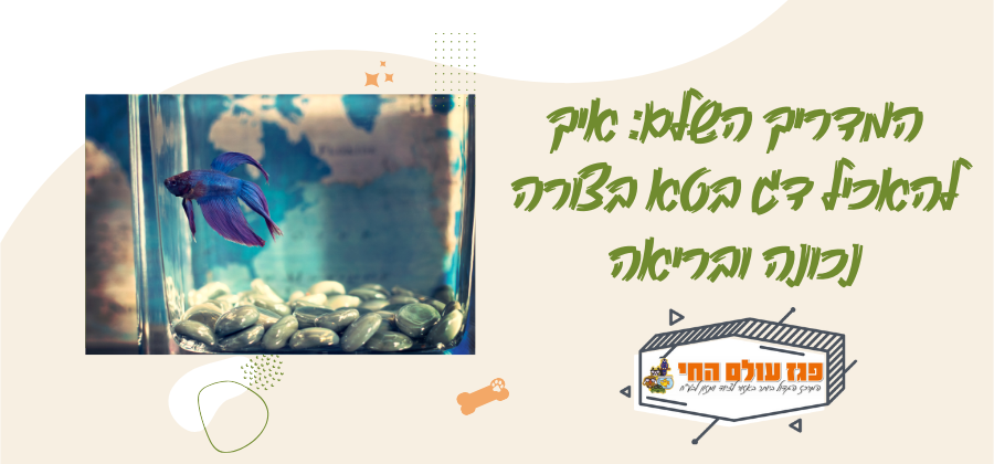 המדריך השלם: איך להאכיל דג בטא בצורה נכונה ובריאה