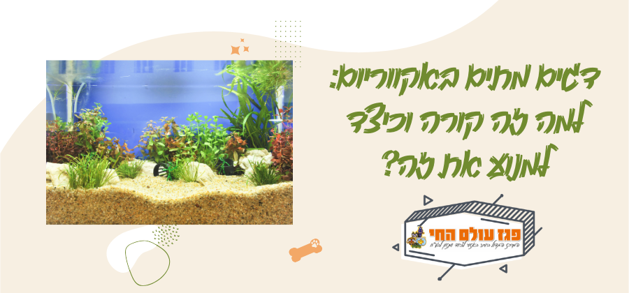 דגים מתים באקווריום: למה זה קורה וכיצד למנוע את זה?