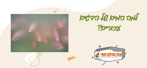 עכירות מים באקווריום: סיבות, פתרונות וטיפים למים נקיים ובריאים