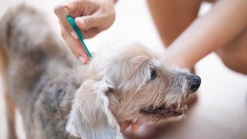 טפילים נפוצים אצל חיות מחמד – קרציות, פרעושים ותולעים: כל מה שצריך לדעת על מניעה וטיפול
