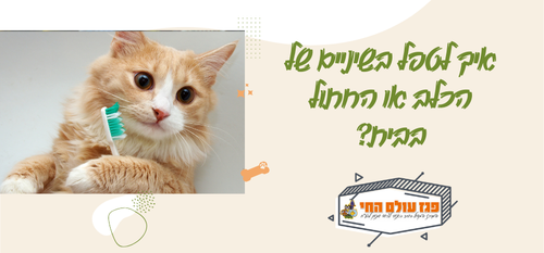 איך לטפל בשיניים של הכלב או החתול בבית