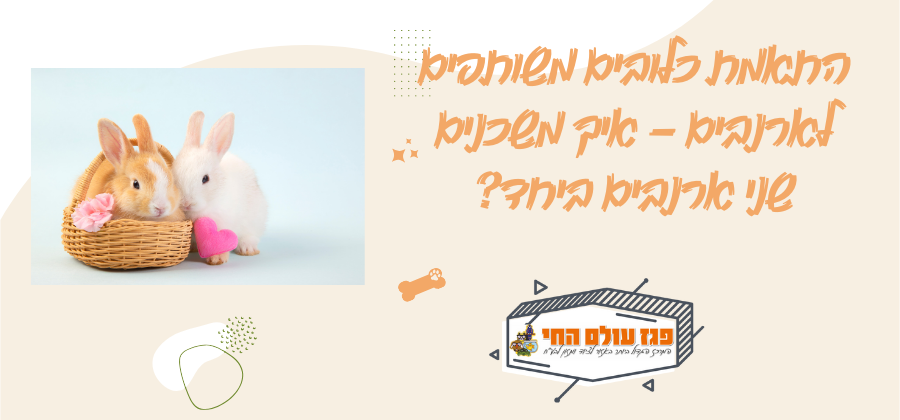 התאמת כלובים משותפים לארנבים – איך משכנים שני ארנבים ביחד?