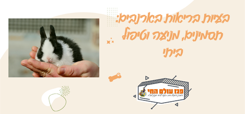 בעיות בריאות בארנבים: תסמינים, מניעה וטיפול ביתי