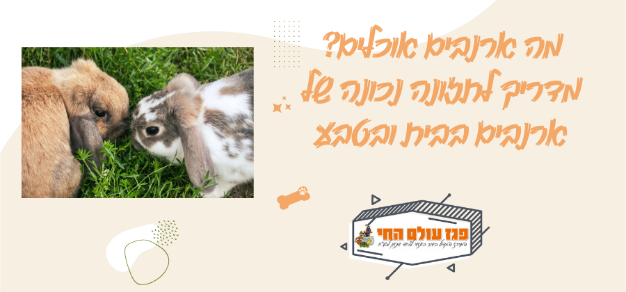 מה ארנבים אוכלים? מדריך לתזונה נכונה של ארנבים בבית ובטבע
