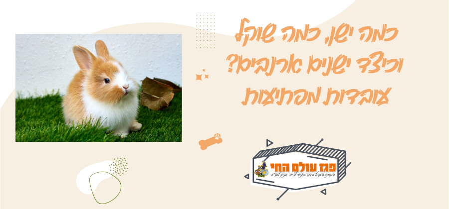 כמה ישן, כמה שוקל וכיצד ישנים ארנבים? עובדות מפתיעות