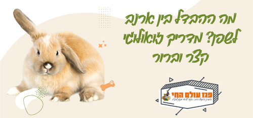 מה ההבדל בין ארנב לשפן? מדריך זואולוגי קצר וברור